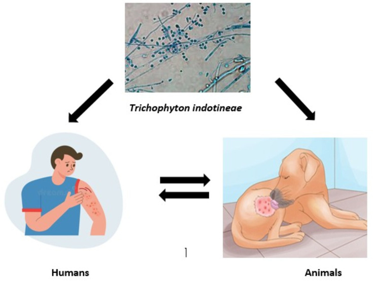 Expanding the prevalence of <i>Trichophyton indotineae</i>-associated skin infection by transmission from humans to animals.