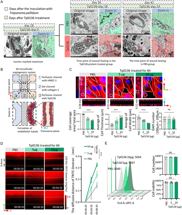 <i>Treponema pallidum</i> Protein Tp0136 Induces Spheroidization of Vascular Endothelial Cells, Resulting in Widened Intercellular Junctions and Enhanced Vascular Permeability.