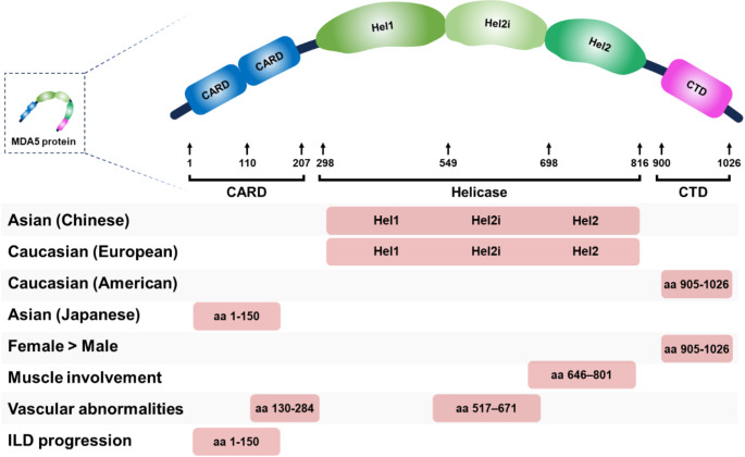Anti- Melanoma Differentiation-Associated Gene 5 Antibody Positive Dermatomyositis: Recent Progress in Pathophysiology and Treatment.