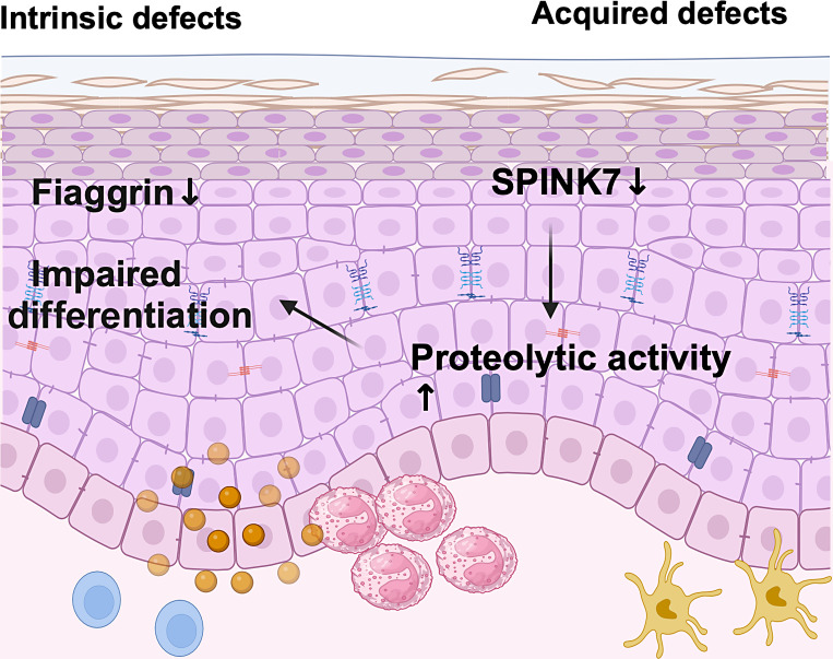 Eosinophilic Esophagitis Pathogenesis: All Clear?