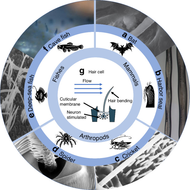 Bio-inspired artificial hair flow sensors: a comprehensive review of design, fabrication, enhancements, and applications.