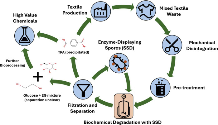 Enzyme-displaying spores as a novel strategy for mixed fiber textile recycling.