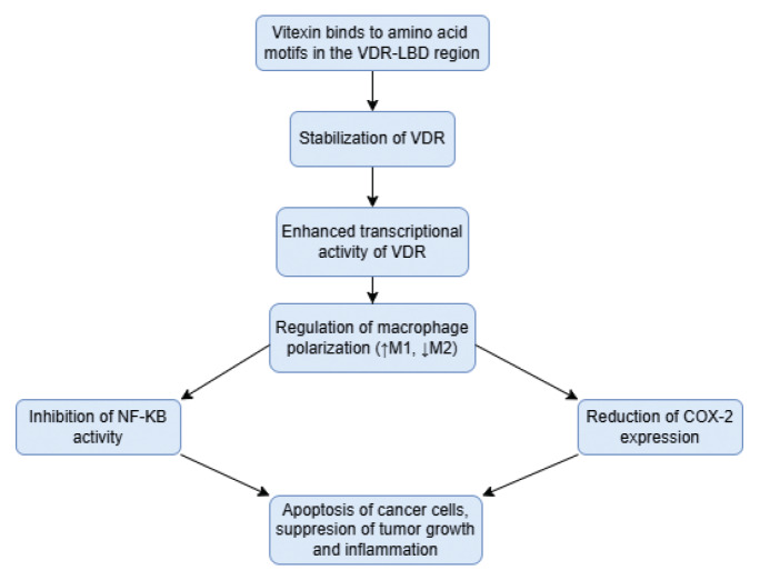 Harnessing the Power of Vitexin as a Vitamin D Receptor Agonist in Colorectal Cancer: A New Frontier