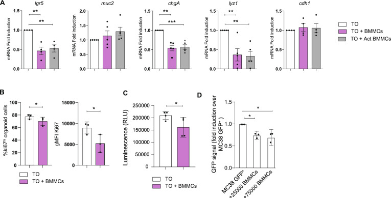 Mast cells-intestinal cancer cells crosstalk is mediated by TNF-alpha and sustained by the IL-33/ST2 axis.