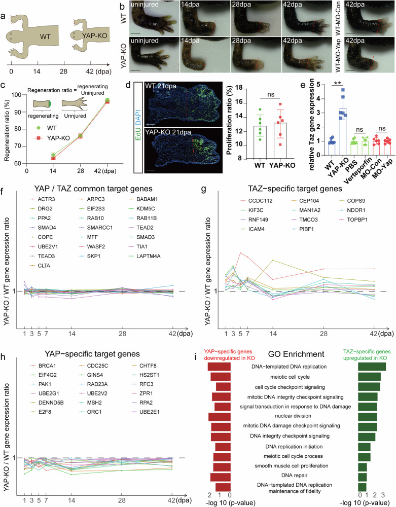 Genetic compensation response contributes to Pleurodeles waltl limb regeneration.