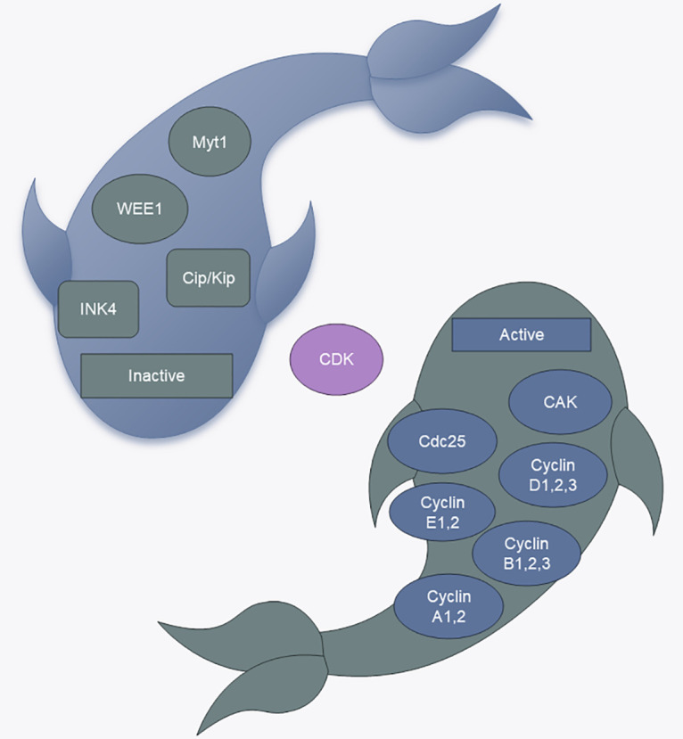 Cell cycle proteins: Linking the cell cycle to tumors.