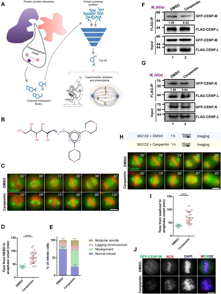 Probing centromere-kinetochore core complex CENP-L/M assembly using cenpemlin.