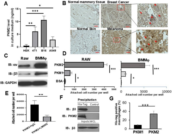 Extracellular PKM2 modulates cancer immunity by regulating macrophage polarity.