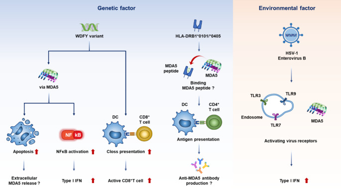 Anti- Melanoma Differentiation-Associated Gene 5 Antibody Positive Dermatomyositis: Recent Progress in Pathophysiology and Treatment.