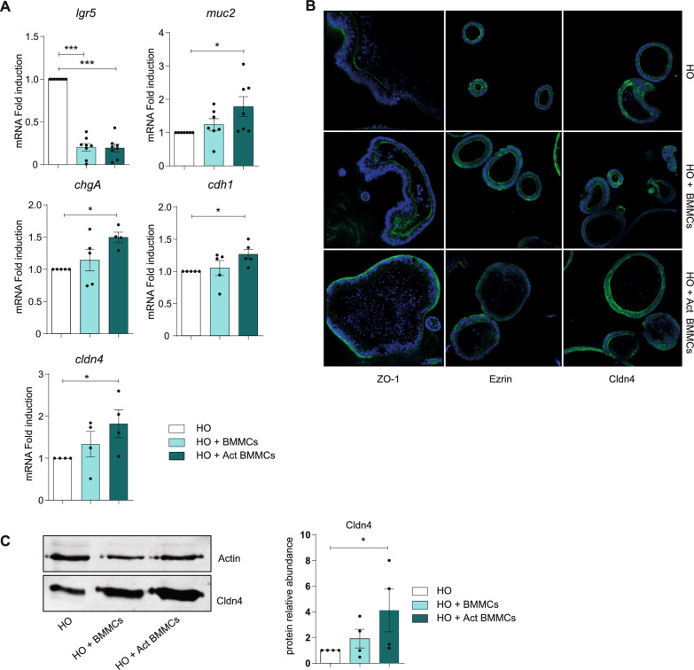 Mast cells-intestinal cancer cells crosstalk is mediated by TNF-alpha and sustained by the IL-33/ST2 axis.