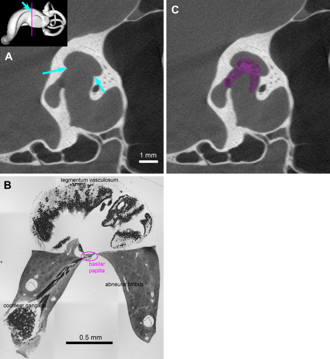 When dinosaurs hear like barn owls: pitfalls and caveats in assessing hearing in dinosaurs.