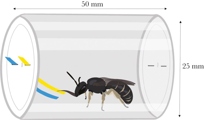 Cognitive tasks could be biased towards generalists: a lesson from wild non-eusocial bees.