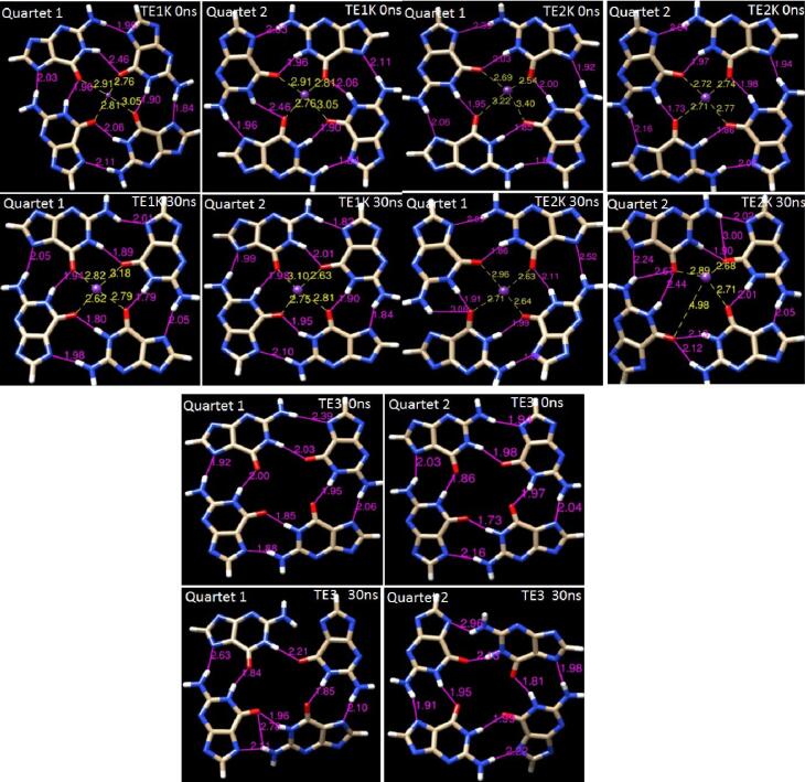 Stabilization of Hoogsteen H-bonds in G-quartet sheets by coordinated K<sup>+</sup> ion for enhanced efficiency in guanine-rich DNA nanomotor.