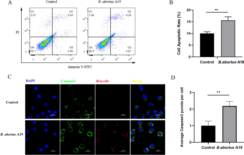 SIRT2 inhibition enhances mitochondrial apoptosis in Brucella-infected bovine placental trophoblast cells.