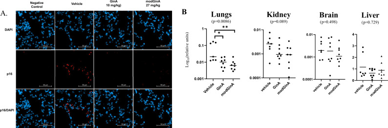 Senolytic effects of a modified Gingerenone A.