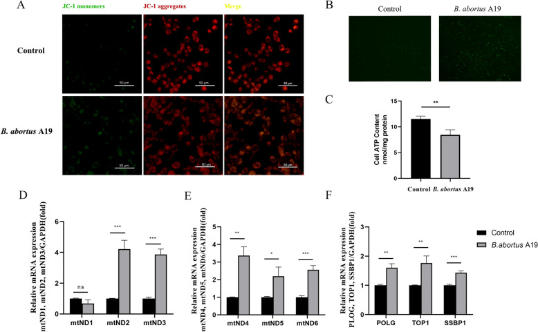 SIRT2 inhibition enhances mitochondrial apoptosis in Brucella-infected bovine placental trophoblast cells.