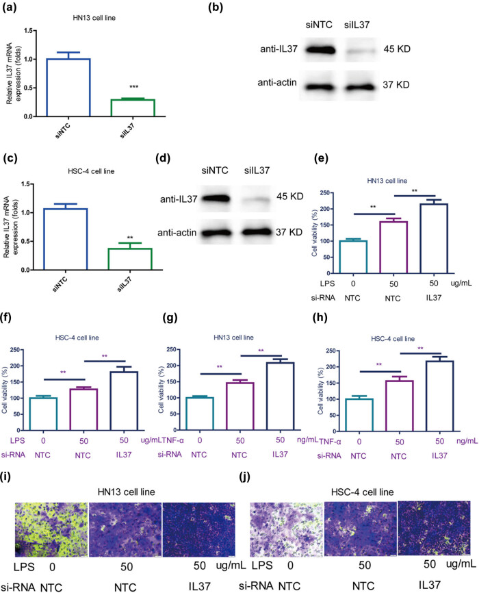 Interleukin-37 mediates the anti-oral tumor activity in oral cancer through STAT3.