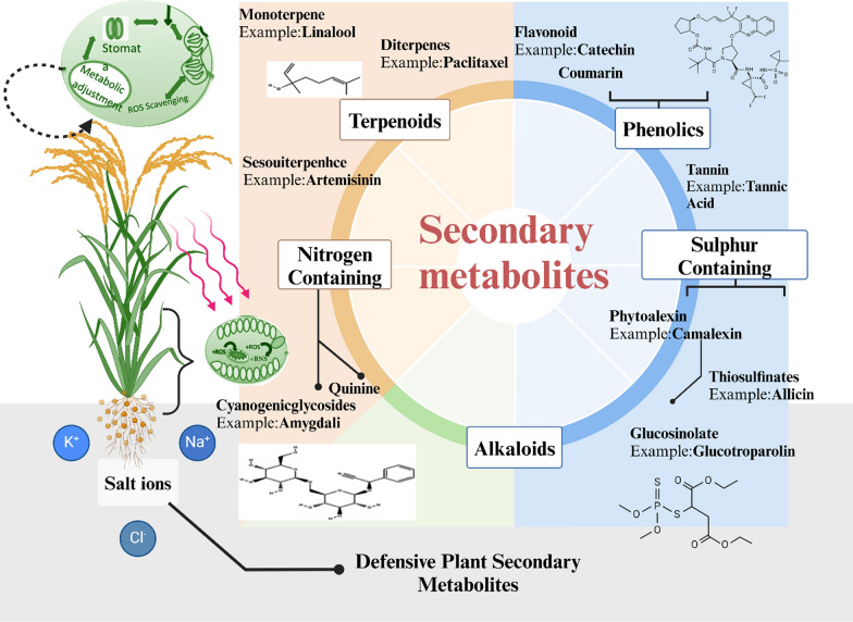 Molecular Alchemy: Converting Stress into Resilience via Secondary Metabolites and Calcium Signaling in Rice.