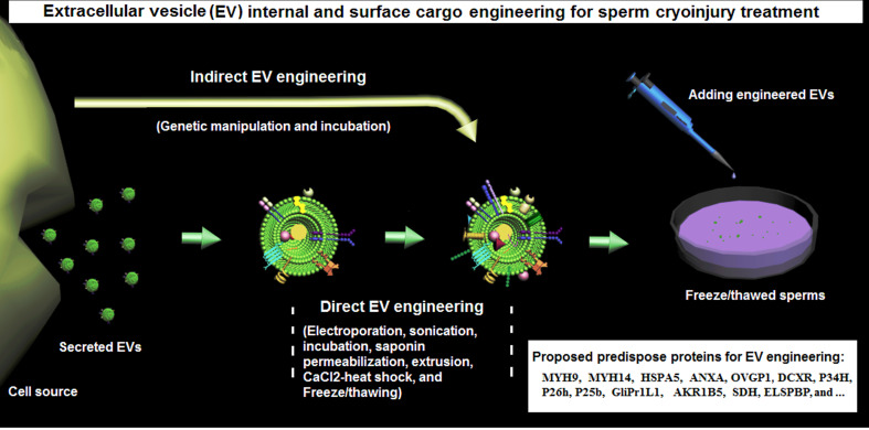 Engineered extracellular vesicles: a breakthrough approach to overcoming sperm cryopreservation challenges.