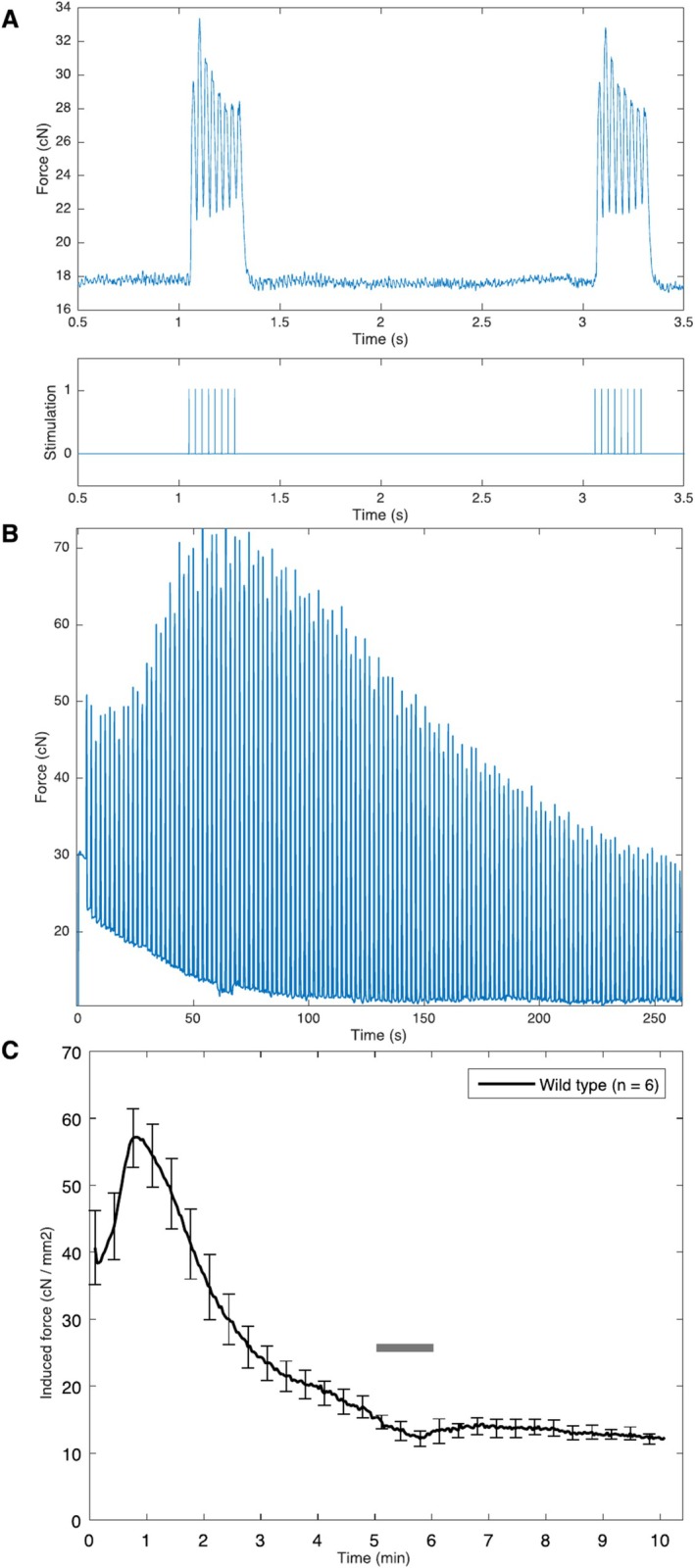 Hyperpolarized <sup>13</sup>C-MRS can Quantify Lactate Production and Oxidative PDH Flux in Murine Skeletal Muscle During Exercise.