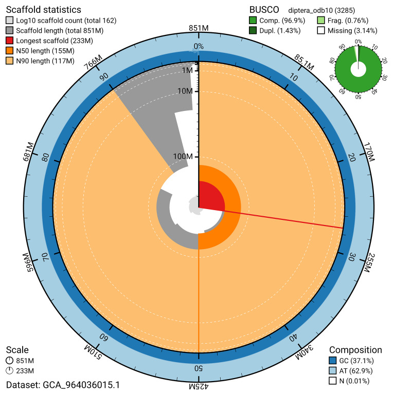 The genome sequence of the Slender-footed Robberfly, <i>Leptarthrus brevirostris</i> (Meigen, 1804).