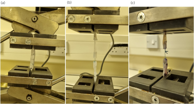 Validation of a novel simulated tendon model for core suture tendon repair.