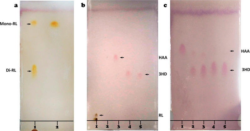 Engineering Pseudomonas aeruginosa for (R)-3-hydroxydecanoic acid production.