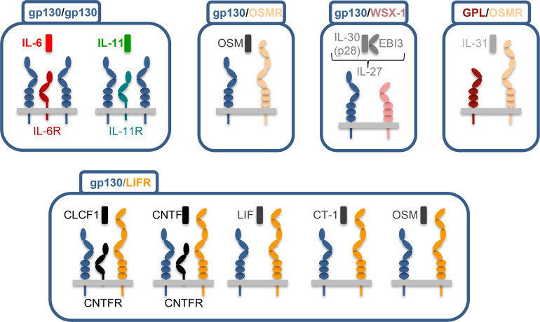 The biology of interleukin-6 family cytokines is regulated by glycosylation.