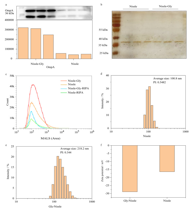 [Lipidomics analysis of glycine-induced bacterial outer membrane vesicles].