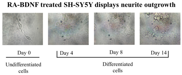 Functional Expression of NMDA Receptors in SH-SY5Y Neuroblastoma Cells Following Long-Term RA/BDNF-Induced Differentiation.