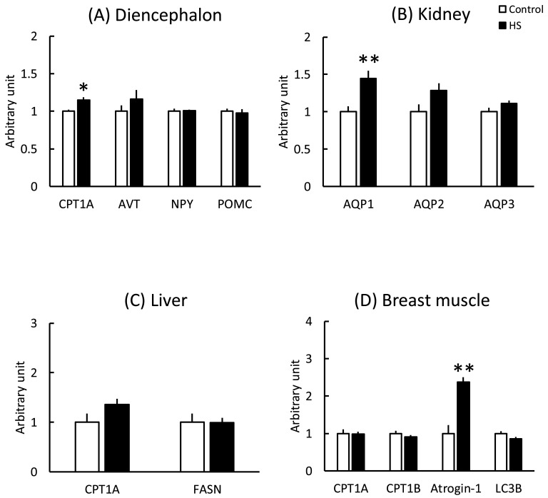 Osmotic Stress-induced Gene Expression in the Diencephalon, Kidney, Liver, and Breast Muscle of Chicks.