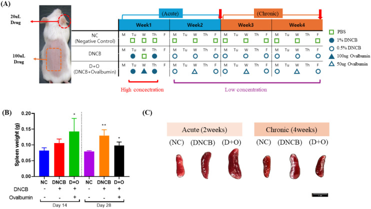 A refined comparative mouse model of acute and chronic atopic dermatitis.