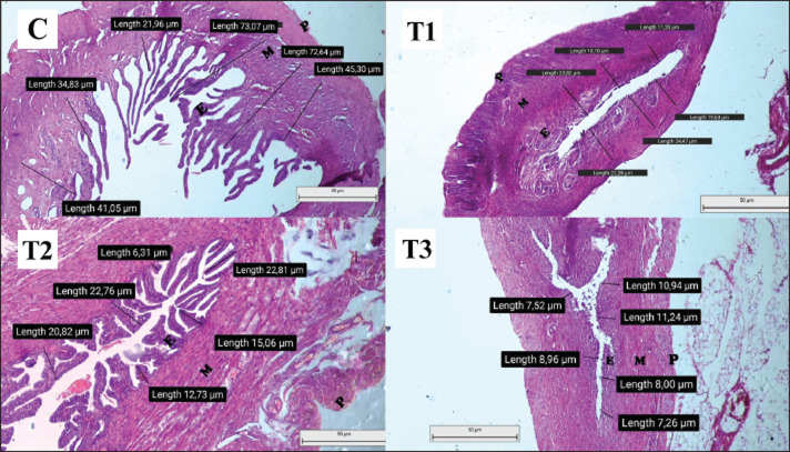 Characterization of the effect of graded doses of dexamethasone administration on the functional system and maternal prenatal Wistar rat (<i>Rattus norvegicus</i>).