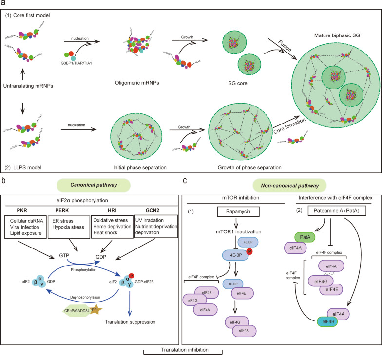 Stress granules: emerging players in neurodegenerative diseases.