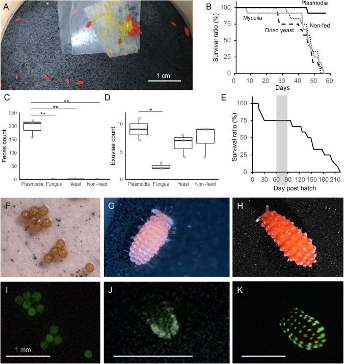 Biochemical basis of endogenous bioluminescent springtail Lobella sauteri (Collembola).