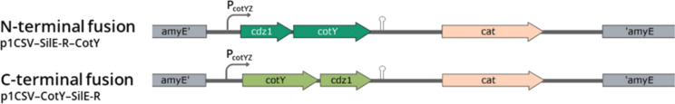 Carrier immobilization and auto-exposition favoring reuse of silyletherase SilE-R from Brassica sp. with high activity and enantiospecificity.