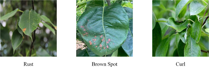 CMSAF-Net: integrative network design with enhanced decoder for precision segmentation of pear leaf diseases.