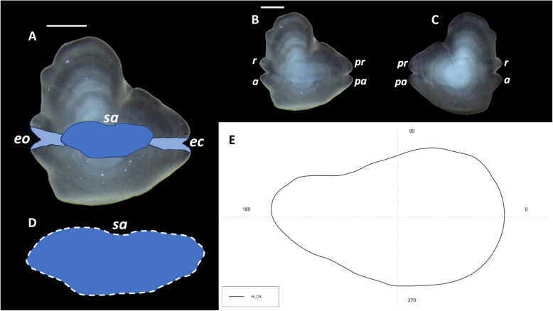Eco-morphology of sagittal otoliths in five Macrouridae species from Central Mediterranean Sea.