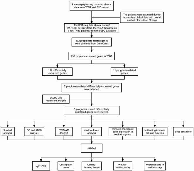 Machine learning identifies SRD5A3 as a propionate-related prognostic biomarker in triple-negative breast cancer.