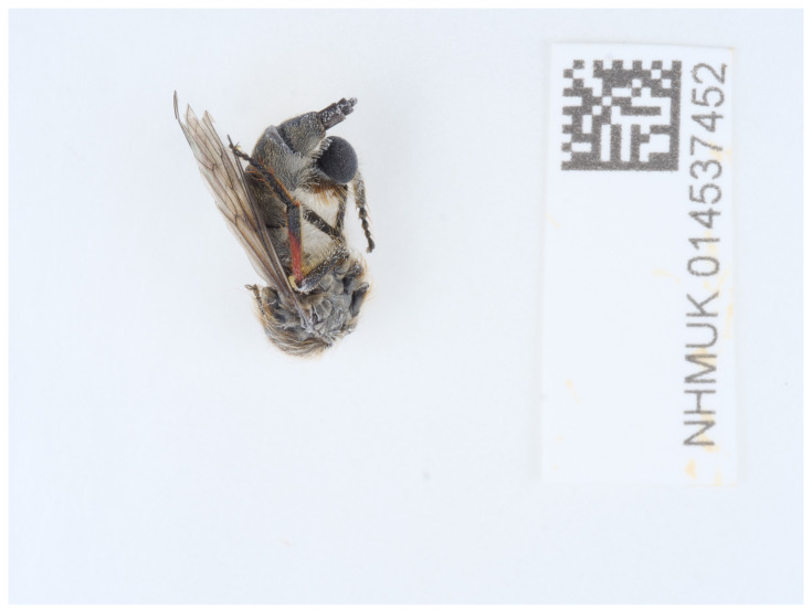 The genome sequence of the Slender-footed Robberfly, <i>Leptarthrus brevirostris</i> (Meigen, 1804).