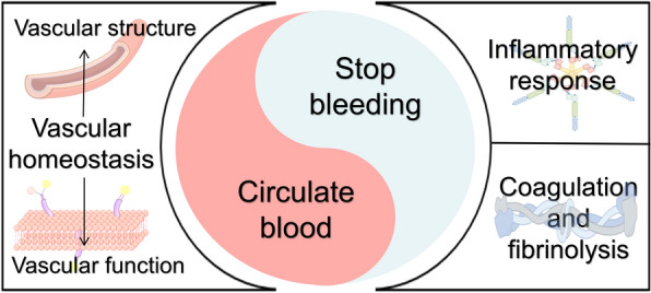 The integration of spear and shield: a panoramic analysis of the blood circulation-promoting and hemostatic effects of Panax notoginseng.