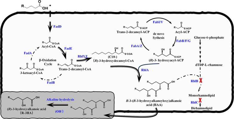 Engineering Pseudomonas aeruginosa for (R)-3-hydroxydecanoic acid production.
