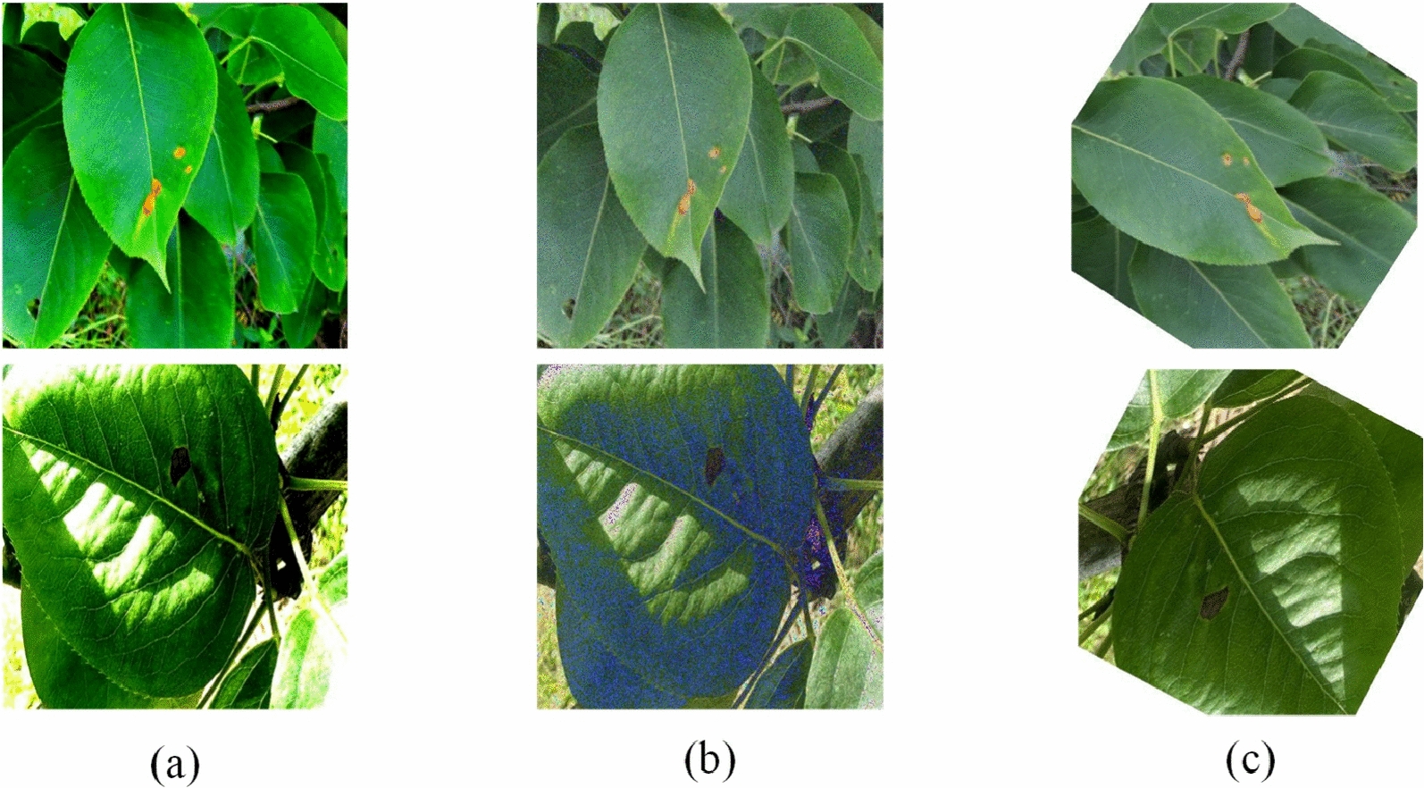 CMSAF-Net: integrative network design with enhanced decoder for precision segmentation of pear leaf diseases.