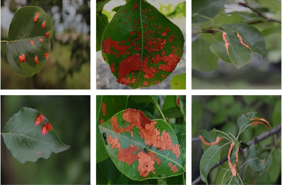CMSAF-Net: integrative network design with enhanced decoder for precision segmentation of pear leaf diseases.