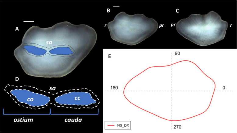 Eco-morphology of sagittal otoliths in five Macrouridae species from Central Mediterranean Sea.