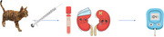 Measurement of Insulin Resistance in Cats With Chronic Kidney Disease.