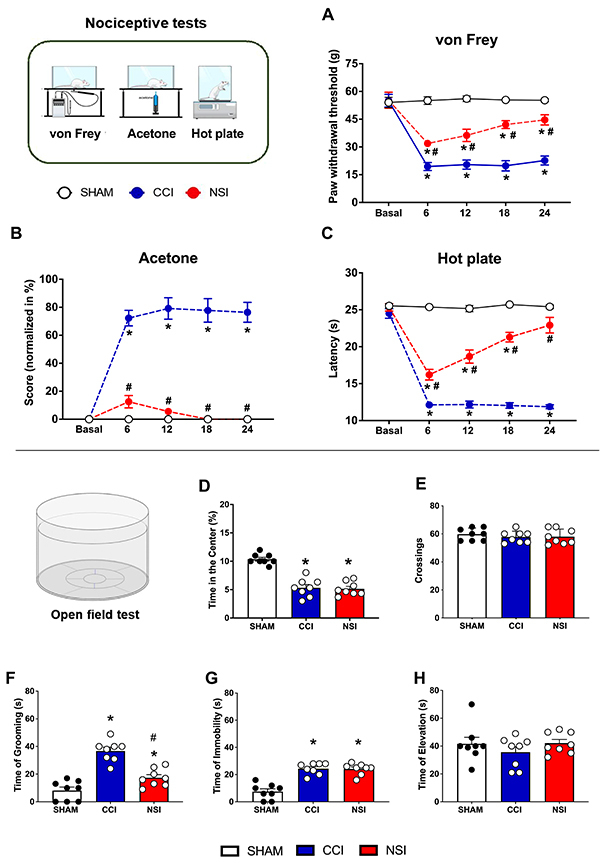 Low-intensity sciatic nerve-stretch injury increases nociception, anxiety-like behaviors, and astrocyte activity in male Wistar rats.