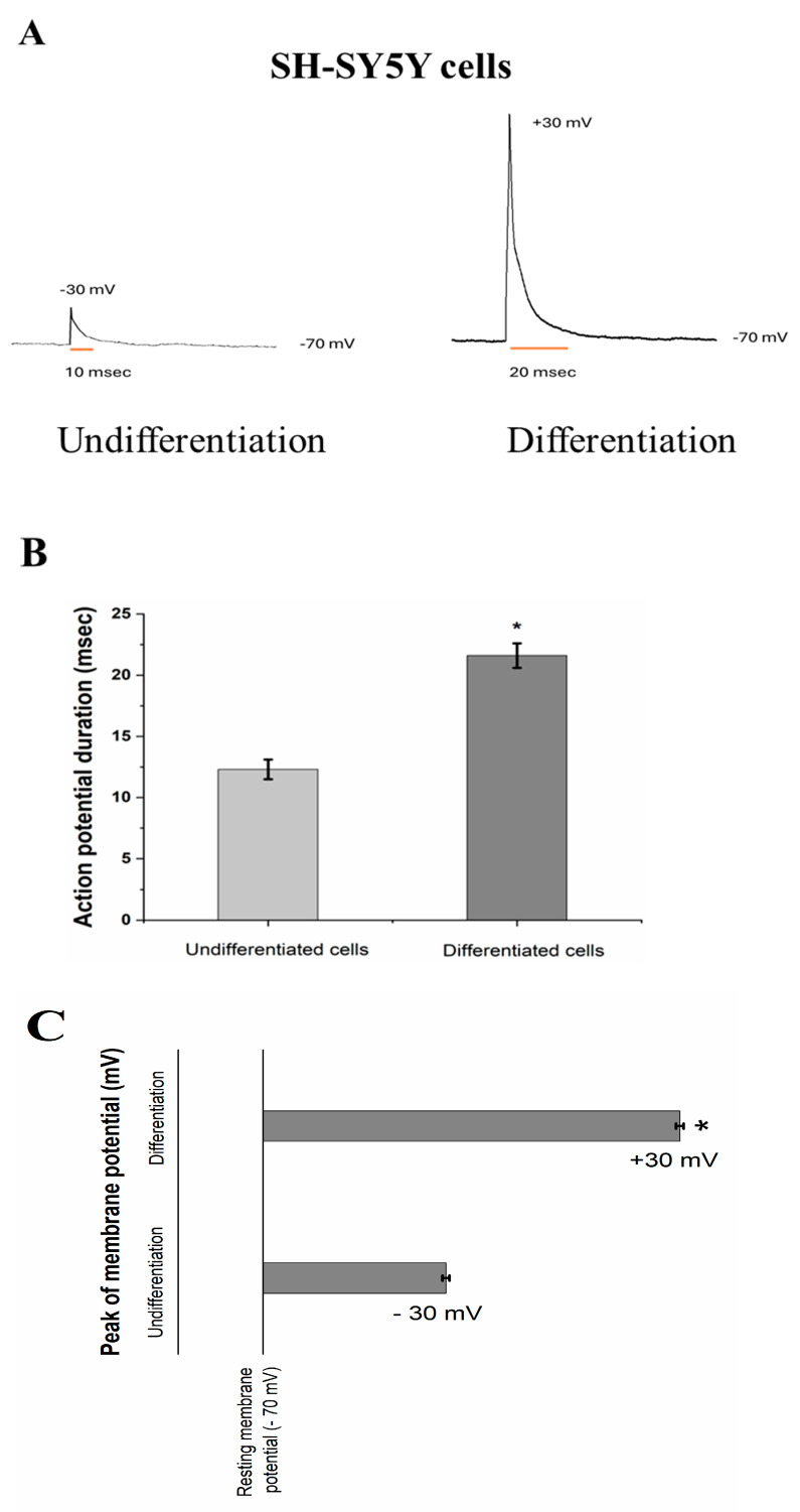Functional Expression of NMDA Receptors in SH-SY5Y Neuroblastoma Cells Following Long-Term RA/BDNF-Induced Differentiation.