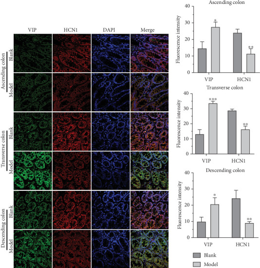 Changrun Formula Relieves Functional Constipation by Improving Intestinal Motility in Rats.