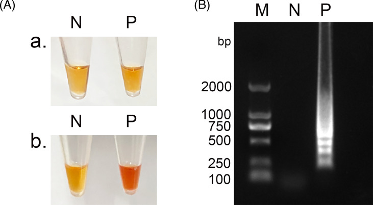 Development of a loop-mediated isothermal amplification assay for the rapid detection of Alongshan virus.